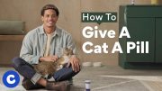 How To Give a Cat a Pill | Chewtorials