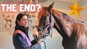 The end of the short story Rising Star⭐?? Or not yet?| Friesian Horses