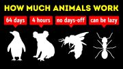 What Animals Work Harder Than Us