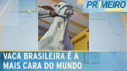 Vaca de milhões: valor do animal entrou para o livro dos recordes | Primeiro Impacto (22/03/24)