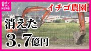 【ツイセキ】「イチゴ農園計画」が頓挫　市の補助金3億7千万円は回収できず…工事代金の支払いめぐり事業者と建設会社の間で訴訟トラブルも〈カンテレNEWS〉