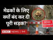 Frog Jump: मेंढकों से कमाल का लगाव रखने वाली महिला (BBC Hindi)