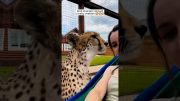 Kind stranger rescued a baby cheetah #shorts