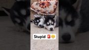 Don’t Shop a Husky 🚨😭 #husky  #dod #trendingsongs  #trending  #viral #shorts