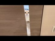 1ヶ月一緒に過ごした猫とお別れしようとしたら最後の最後にこうなっちゃいました…