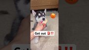 Done Pay For a Husky 🚨‼️#husky #dog #shorts #trending #trendingsongs #viral