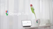 Introducing Google Tulip