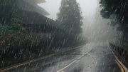 Maravilloso Sonido de Lluvia para Dormir, Relajante, Estudio, Meditación – Lluvia en Bosque Brumoso