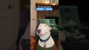 Ordering fast food with Karen #fastfood #dogs #funny #meme #cute