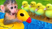 😍Funny Videos and Cutest Babies 🐵BonBon Monkey Playing With Baby Puppy And swimming With Cute Bunny