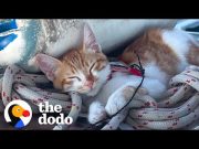 Couples Rescues A Cat In Greece And Brings Her To Live On Their Sail Boat | The Dodo