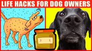 Dog Life Hacks That’ll Change Your Life