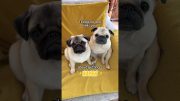 This is NOT what we signed up for 🚩🚩🚩 #pug #dog #funny