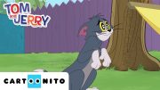 TOM VE JERRY ŞOV | Sincabı Yakala |  @CartoonitoTurkiye